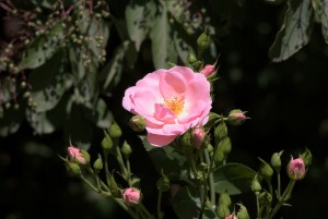 19644334551_fed857313e_h