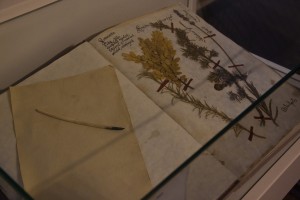 Kópia Cypriánovho herbáru       