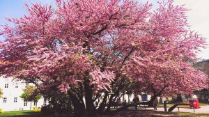 11188385_10204255057001143_4179490910597246779_n